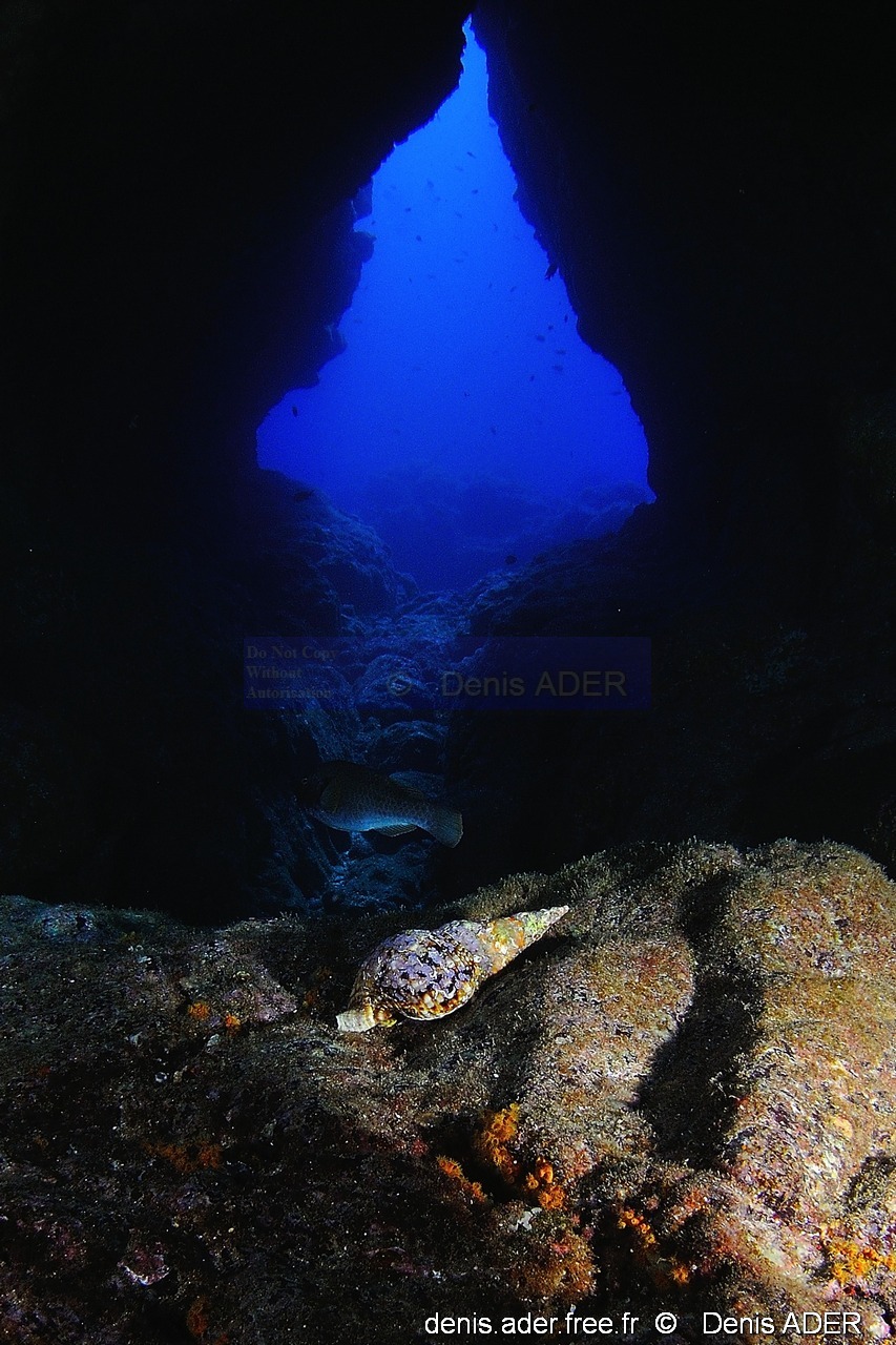 Charonia variegata ambiance Acores Maria Basse Maya-6m-20170819-Denis-ADER-DSC_9358_tn_tn.jpg